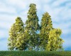 70932 Auhagen 10 deciduous trees with sea foam - spring green